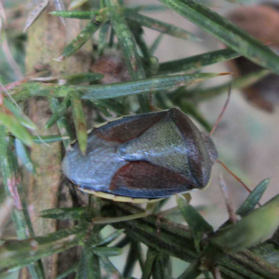 Gorse Shieldbug